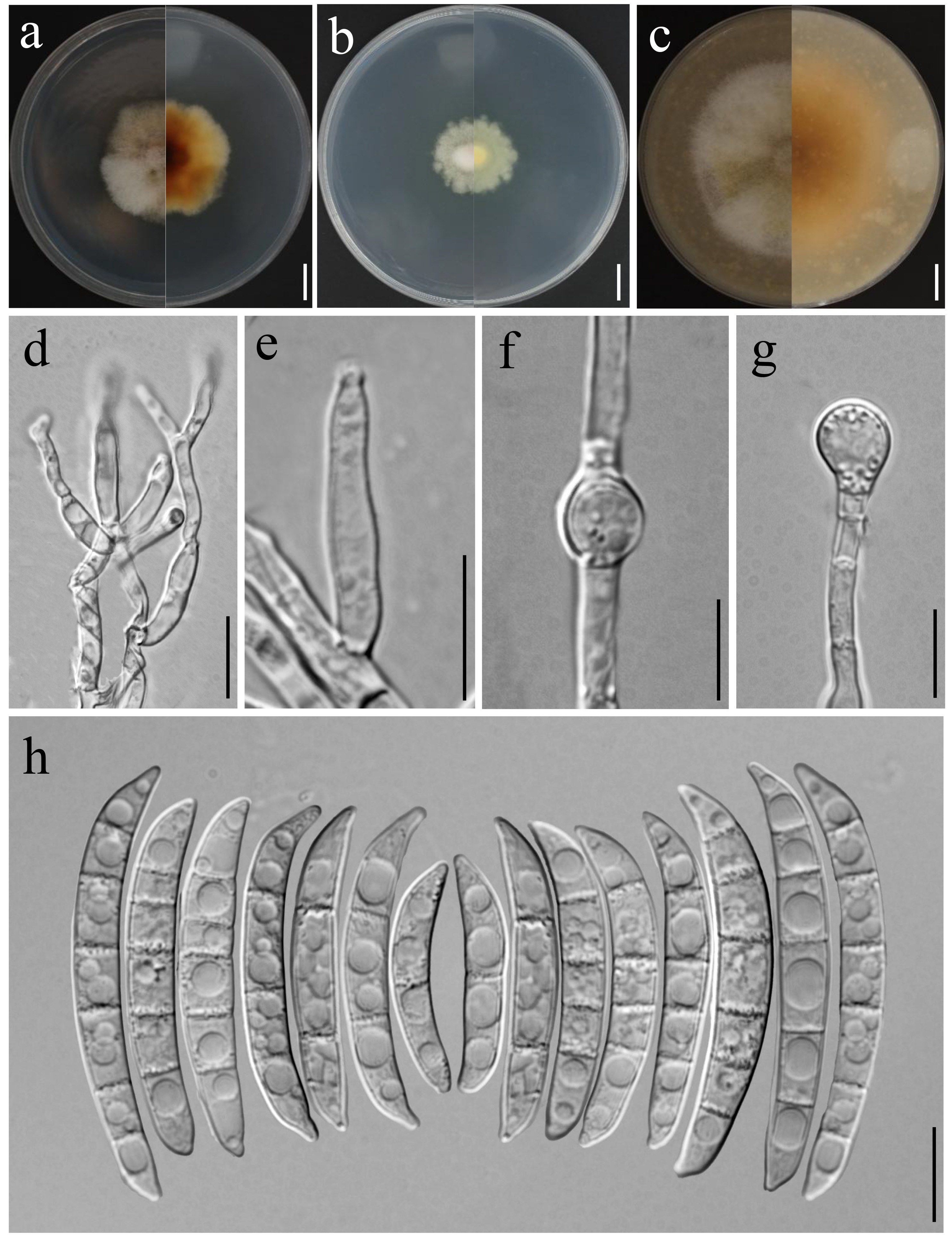 Figure 73